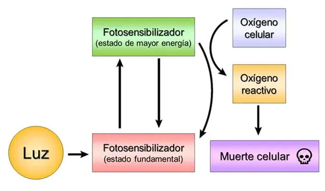 Mecanismo de acción de la terapia fotodinámica. Imagen: Enrique Ortega-Forte