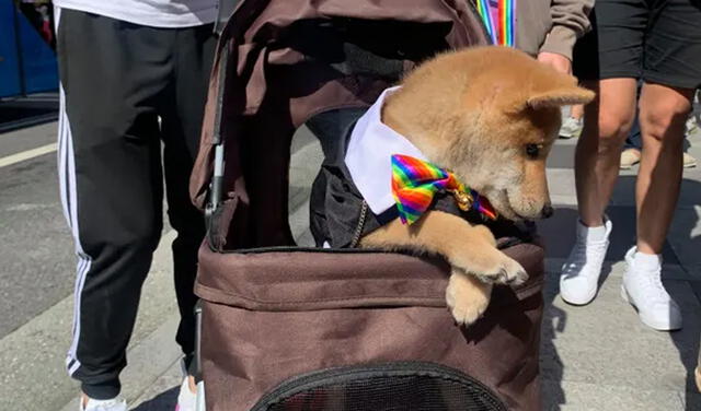 Un perro disfrazado en el desfile del orgullo gay de Taipei. Foto: The Guardian