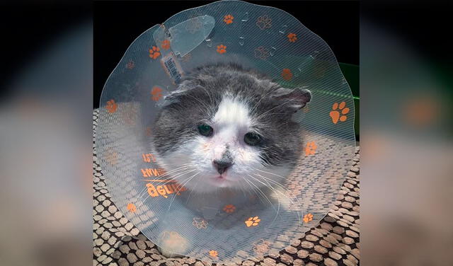 Facebook viral: gato es rescatado en malas condiciones de la calle y consigue un nuevo hogar