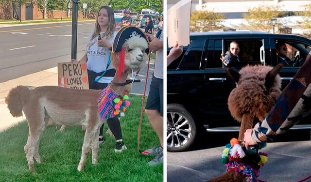Fan de Johnny Depp lleva alpacas peruanas de apoyo emocional afuera de la corte