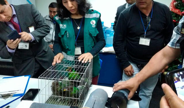 Servicio Nacional Forestal y de Fauna rescató 25 aves silvestres en el aeropuerto Jorge Chávez cuando eran trasladadas en la maleta de un ciudadano español rumbo a Europa. Foto: La República