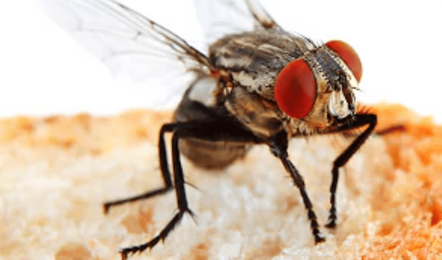 Las moscas reciben calor de fuentes externas
