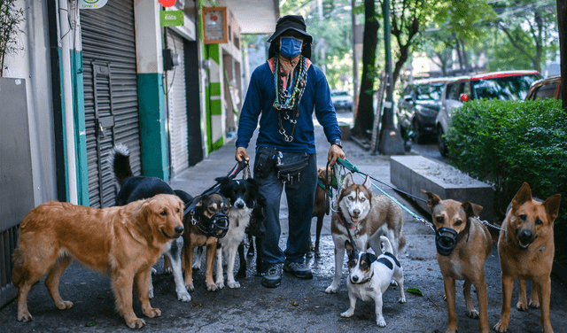 Alemania es un país sin perros abandonados