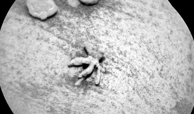 Una de las imágenes sin procesar de la "flor marciana". Foto: NASA