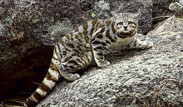 Animal mítico. Figura del gato montés, que llamaban qhoa. Abajo, un telar de la cultura nasca que recrea al gato. Foto: difusión