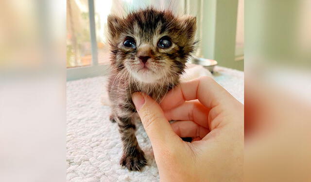 Facebook viral: gatita no quiere separarse de su peluche que le regalaron cuando fue rescatada