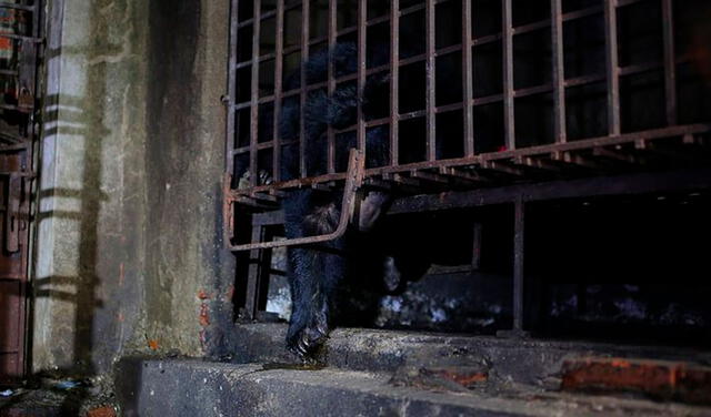 Rescatan a dos osos enjaulados en un sótano durante 17 años en Vietnam