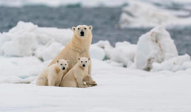 Osos polares. Foto: AFP