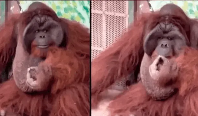 Maltrato animal: captan a orangután fumando un cigarrillo en un zoológico de Vietnam