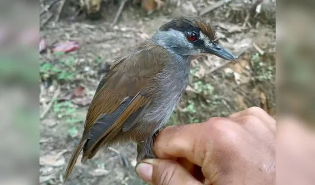 Charlatán de cejas negras. Foto: Global Wildlife Conservation Charlatán de cejas negras. Foto: Global Wildlife Conservation