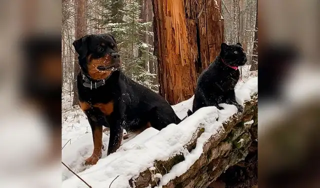 YouTube viral: rottweiler se vuelve amigo de pantera bebe que su dueña rescató de zoológico