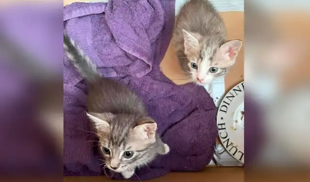 Facebook viral: escuchan fuertes ruidos dentro de un contenedor, lo revisan y hallan a pequeños gatitos Facebook viral: escuchan fuertes ruidos dentro de un contenedor, lo revisan y hallan a pequeños gatitos