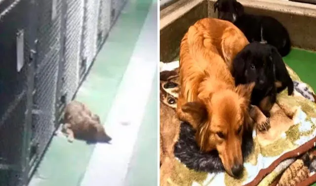 Facebook viral: perrita escucha los aullidos de unos cachorros y se escapa para tratar de consolarlos