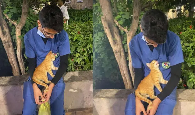 Gato callejero ve a enfermero agotado y se le acerca para ‘consolarlo’ [FOTOS]