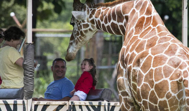'La jirafa era así de grande' es otro ejemplo del uso correcto de 'así'. Foto: AFP