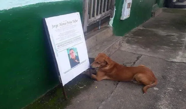 Facebook viral: perrito evita separarse de la fotografía de su dueño durante su funeral tras su partida