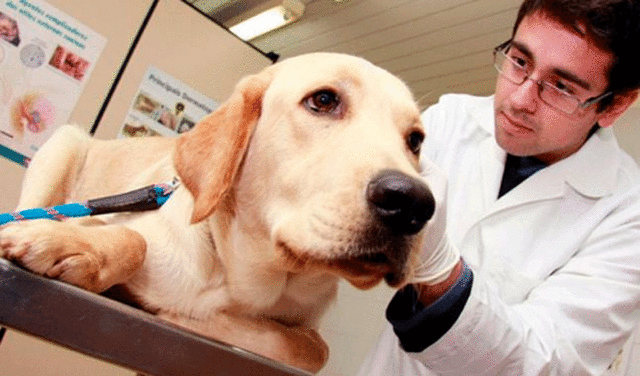 Los expertos consultados coinciden en que la esterilización contribuye al bienestar de los perros. Foto: Difusión.