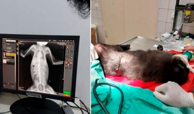 Elefantes protegen con su cuerpo a cría durante ataque con misiles en Israel