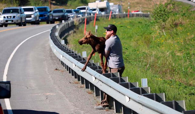 Facebook viral: hombre ayuda a un bebé alce a cruzar la carretera para reunirlo con su madre