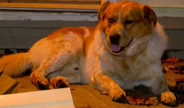 Facebook viral: perrito recién adoptado alerta a sus dueños sobre incendio y logran salir a tiempo