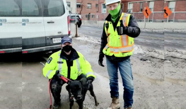 Obreros encuentran en su construcción a perro que llevaba meses perdido