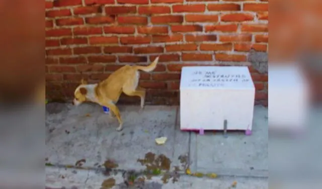Vecinos construyen casa a perrito callejero que deambulaba por su zona