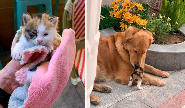 Facebook viral: perros encuentran a gato abandonado en la calle y ‘piden’ a su dueño que lo lleve a casa