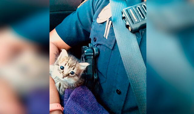 Facebook viral: policía adopta a gato bebé que rescató de la calle durante un patrullaje