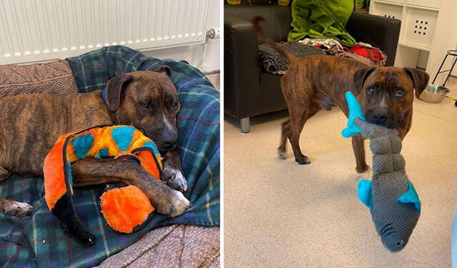 Facebook viral: albergue realiza una fiesta para ayudar a un perro a ser adoptado, pero nadie asiste
