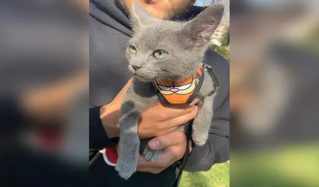 Facebook viral: rescata a gatito abandonado en la basura y lo apoya en su recuperación