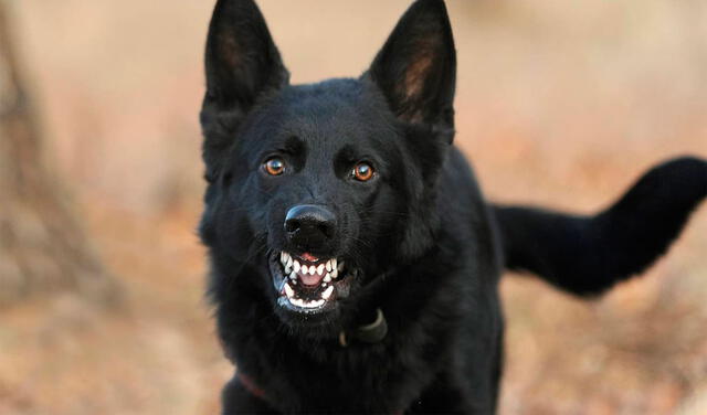 Ver un perro negro en sueños puede indicar traición. Foto: PupVine