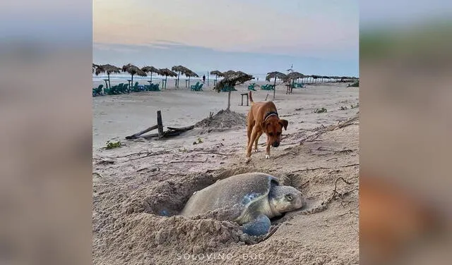 Facebook viral: perrito acompaña y protege a las tortugas mientras depositan sus huevos en una playa