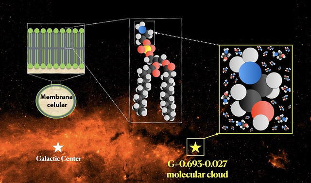 Ubicación de la nube molecular donde se halló la etanolamina y el lugar de esta molécula en la membrana celular. Imagen: composición de Víctor M. Rivilla y Carlos Briones