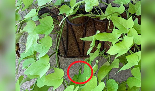 Facebook viral: ¿Viste una lagartija en el jardín? El nuevo reto viral que pocos superan en 10 segundos