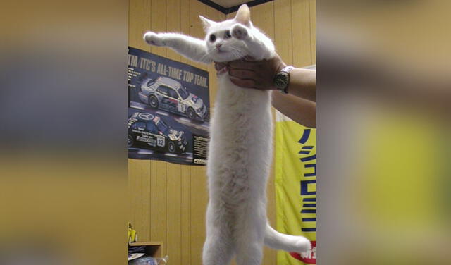 Usuarios despiden a Nobiko, el ‘gato largo’ protagonista de hilarantes memes que falleció a los 18 años [FOTOS]