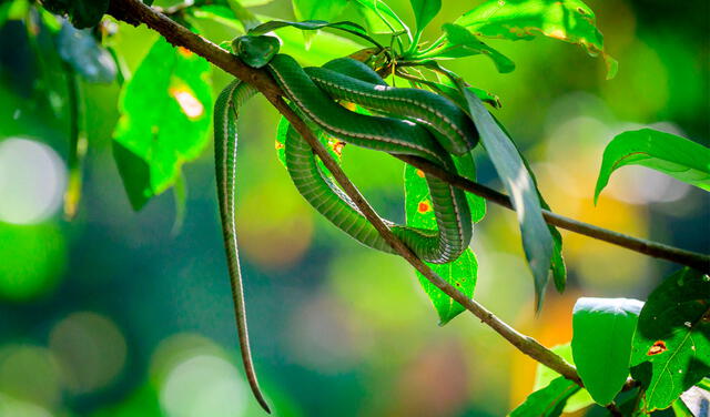 La víbora verde puede ser una advertencia de cuidar algo que has descuidado. Foto: AFP