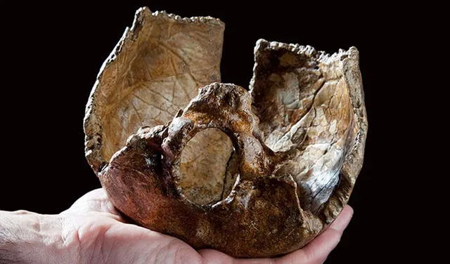 Parte de un cráneo de una mujer neandertal de hace 40.000 años. Foto: NHM