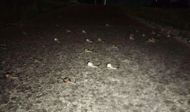 Facebook viral: mujer detiene su viaje en auto al encontrar más de 60 caracoles en medio de la carretera