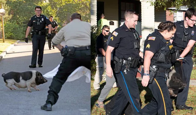 Divertida persecución de un cerdo en Estados Unidos. Foto: Facebook / Pensacola Police Department