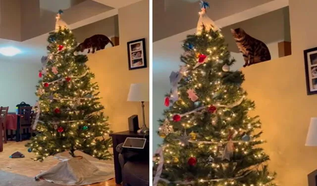 YouTube viral: regresa a casa y descubre que su gato estuvo a punto de arrojar su árbol de Navidad