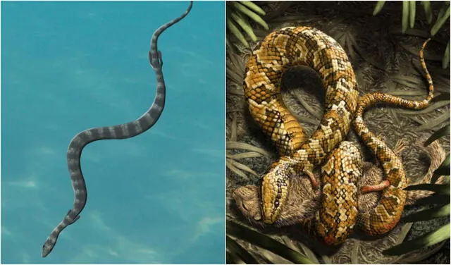 Los científicos debaten si las serpientes perdieron sus patas en el mar o la tierra. Foto: composición / Flinders University / South Australian Museum / Julius T. Cstonyi