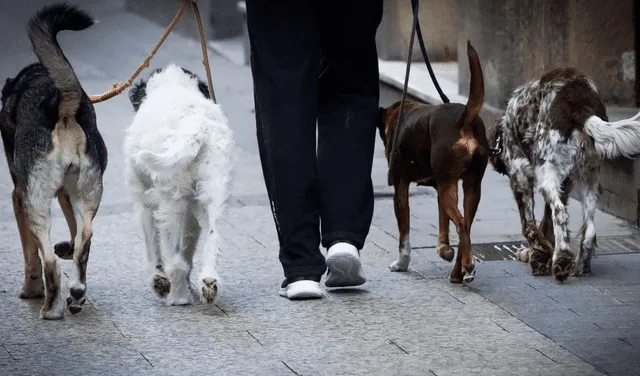 Las personas que pasean perros deben contar con buena capacidad física. Foto: EFE