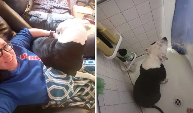 Facebook viral: perrita sigue a su dueña a todos lados para cuidarla durante su embarazo