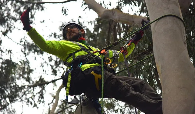 Diego Aliaga, en el proceso de colocar una trampa y un sensor en la cima de un árbol. Foto: Héctor Aponte / UCSUR