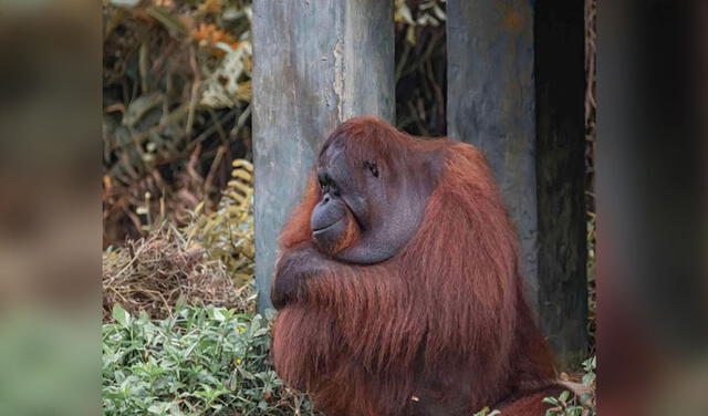 Facebook viral: hombre recibe la ayuda de un orangután que estiró su brazo para sacarlo del barro