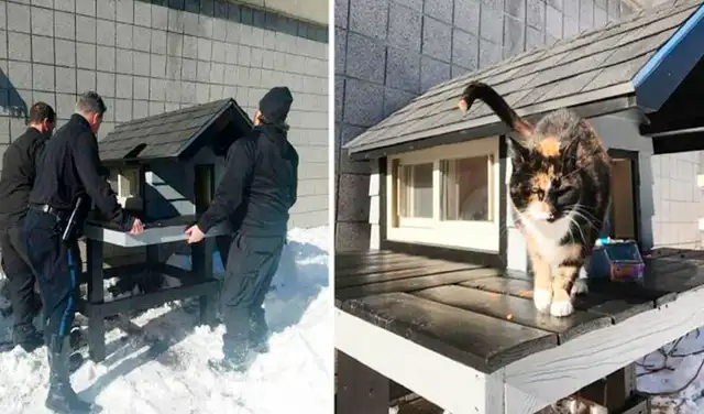 Facebook viral: policías construyen una casa para gatita callejera que los visitaba a diario