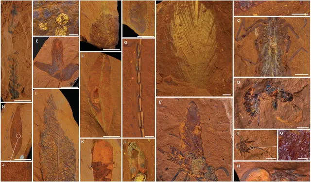 Flora y fauna del Mioceno encontrado en Australia. Foto: McCurry, et. al., 2022