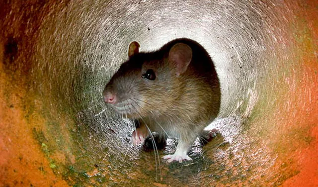 Las ratas son usualmente asociadas al miedo y a lo antihigiénico. Foto: AFP