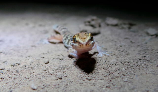 Los geckos de Lima son reptiles nocturnos. Foto: Proyecto Gecko de Lima