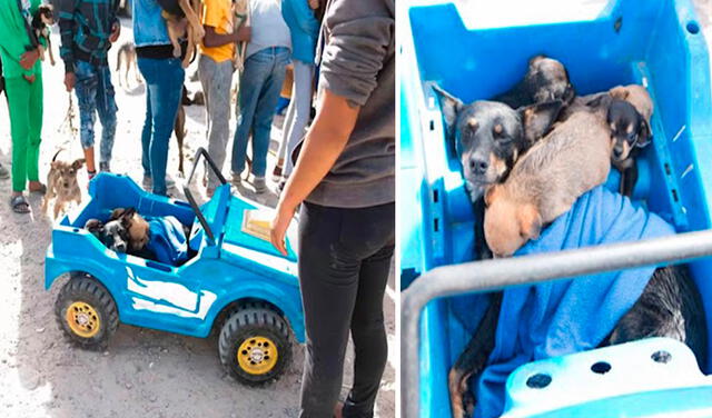 Facebook viral: mujer lleva a sus perros en un carro de juguete para pedir ayuda y sean atendidos